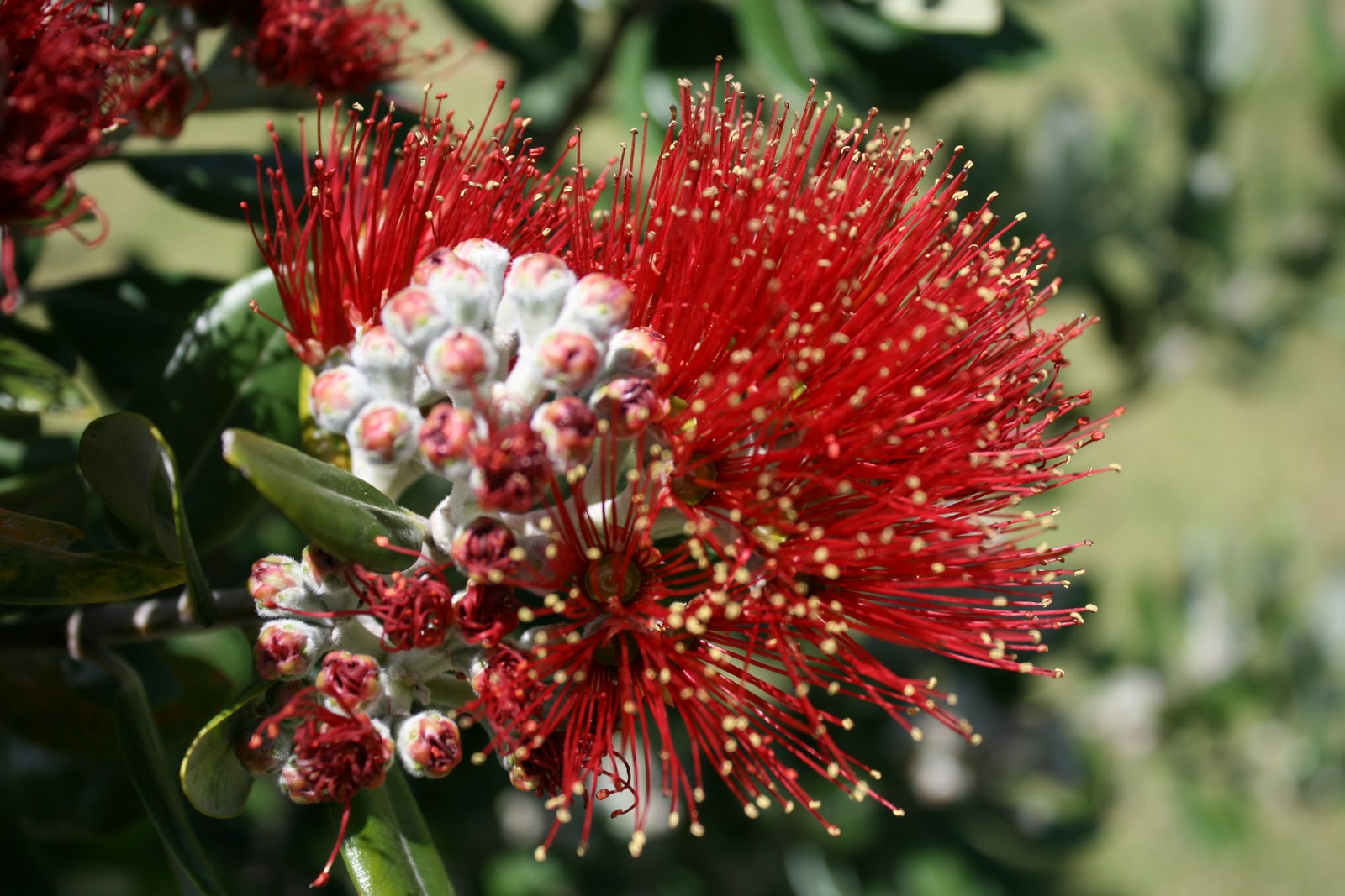 New Zealand Christmas Tree Pohutukawa Oldbear News